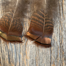 Load image into Gallery viewer, Tennessee Turkey Feather Earrings with Hammered Bronze Cap