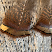 Load image into Gallery viewer, Tennessee Turkey Feather Earrings with Hammered Bronze Cap